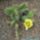 Opuntia_phaeacantha_cv_albispinum_364600_32994_t