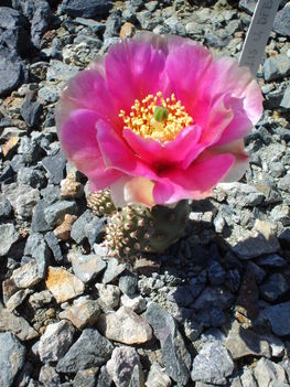 Opuntia rutila debreczyi