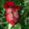 1252419577beautifulrose