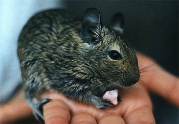 degu