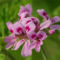 800px-Rose_Geranium_-_cluster