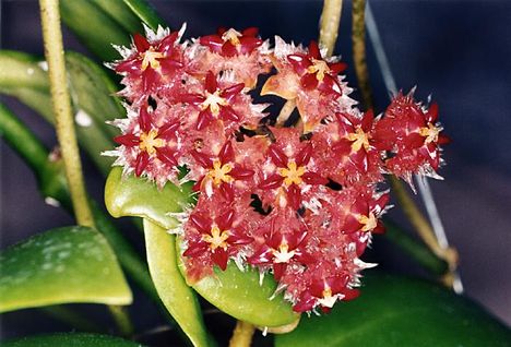 hoya06