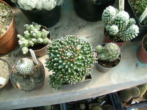 Kaktusz 006