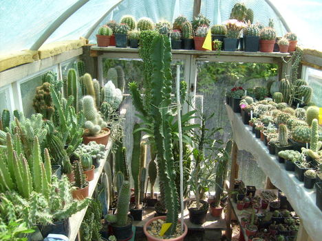 Kaktusz 016