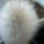 Oreocereus-001_366784_40627_t