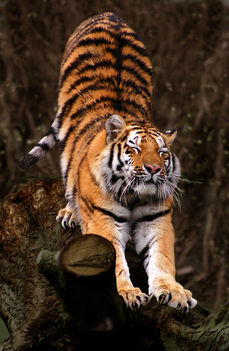 Panthera_tigris_altaica_(Amurtiger_straekker_sig)