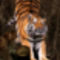 Panthera_tigris_altaica_(Amurtiger_straekker_sig)