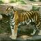 Panthera_tigris_altaica_female