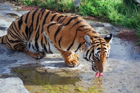 Panthera_tigris_amoyensis