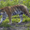 siberian_tiger-10