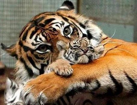 tiger and son