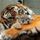 Tiger_and_son_366529_56427_t