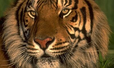 tigris_bengali3