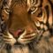 tigris_bengali3