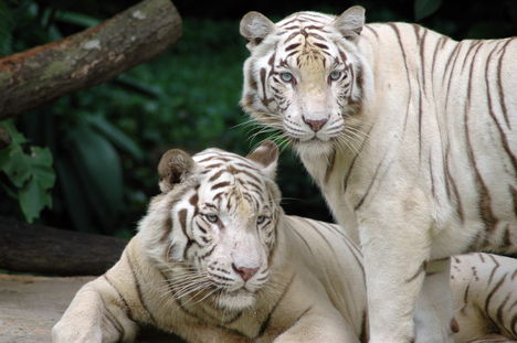 white tiger