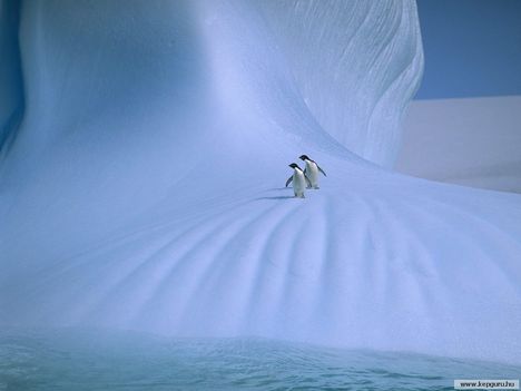Adelie_pingvinek-Antarktisz