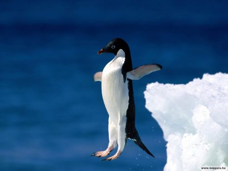 Adélie-pingvinek-Antarktisz