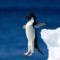 Adélie-pingvinek-Antarktisz