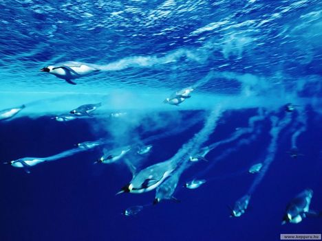 Császápingvinek_a_víz_alatt-Antarktisz