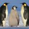Császárpingvin_család-Antarktisz