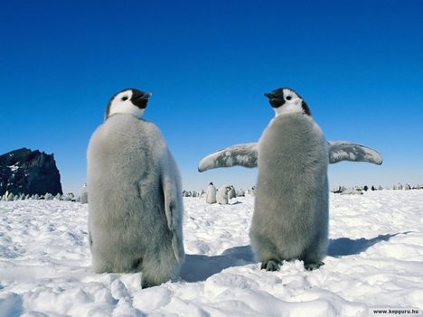 Császárpingvin_fiókák-Antarktisz