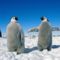 Császárpingvin_fiókák-Antarktisz