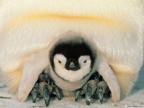 Császárpingvin_fióka-Weddell-tener--Antarktisz