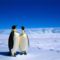 Császárpingvinek-Antarktisz