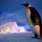 Császárpingvin-Weddell-tenger-Antarktisz