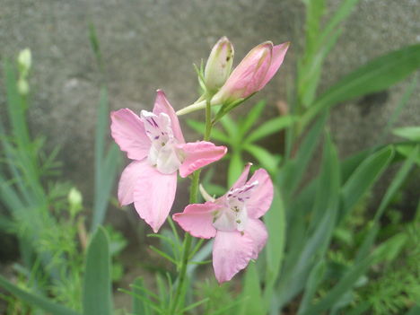 Delphinium ajacis(light pink)