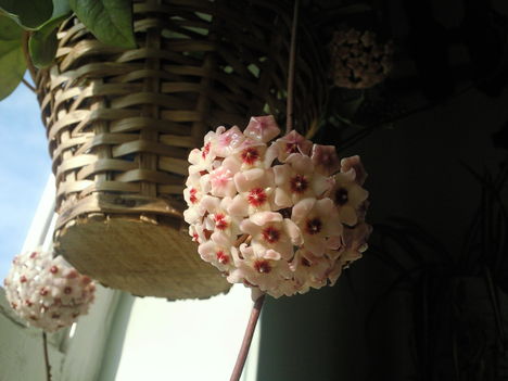 Hoya carnosa(Viaszvirág)