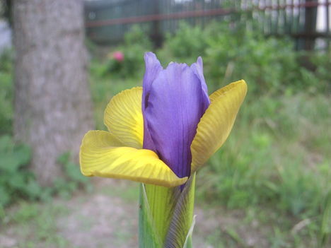 Iris hollandica(Írisz)
