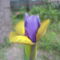 Iris hollandica(Írisz)