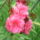 Nerium_oleander_367517_29223_t