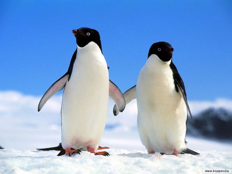 pingvin-054