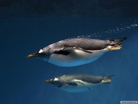 pingvin-064
