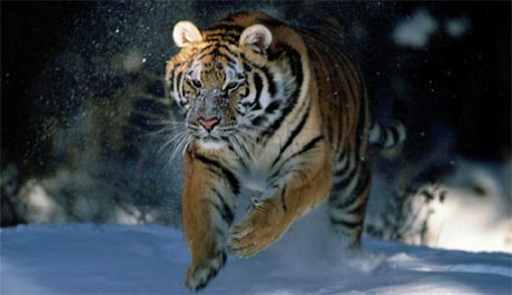 tigris_sziberiai3