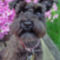 moxie_schnauzer_01