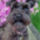 Moxie_schnauzer_01_368368_20736_t