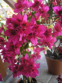 Teltvirágú bougainvillea (pink)