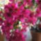 Teltvirágú bougainvillea (pink)