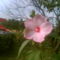 a rózsaszín hibin sokadik virág