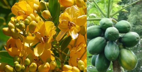 golden_cassia papaja