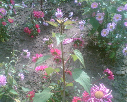 hibiszkusz talán piros