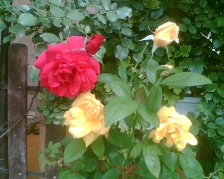 rózsák piros és a sárga