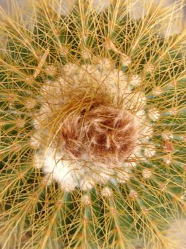 Bimbós Notocactus