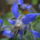 Borago_306086_33836_t