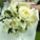 Bridalweddingbouquet_36305_220771_t