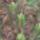Euphorbia-010_360385_48293_t