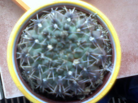 Gymnocalycium